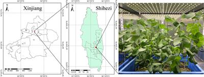 Study on the nitrogen content estimation model of cotton leaves based on “image-spectrum-fluorescence” data fusion